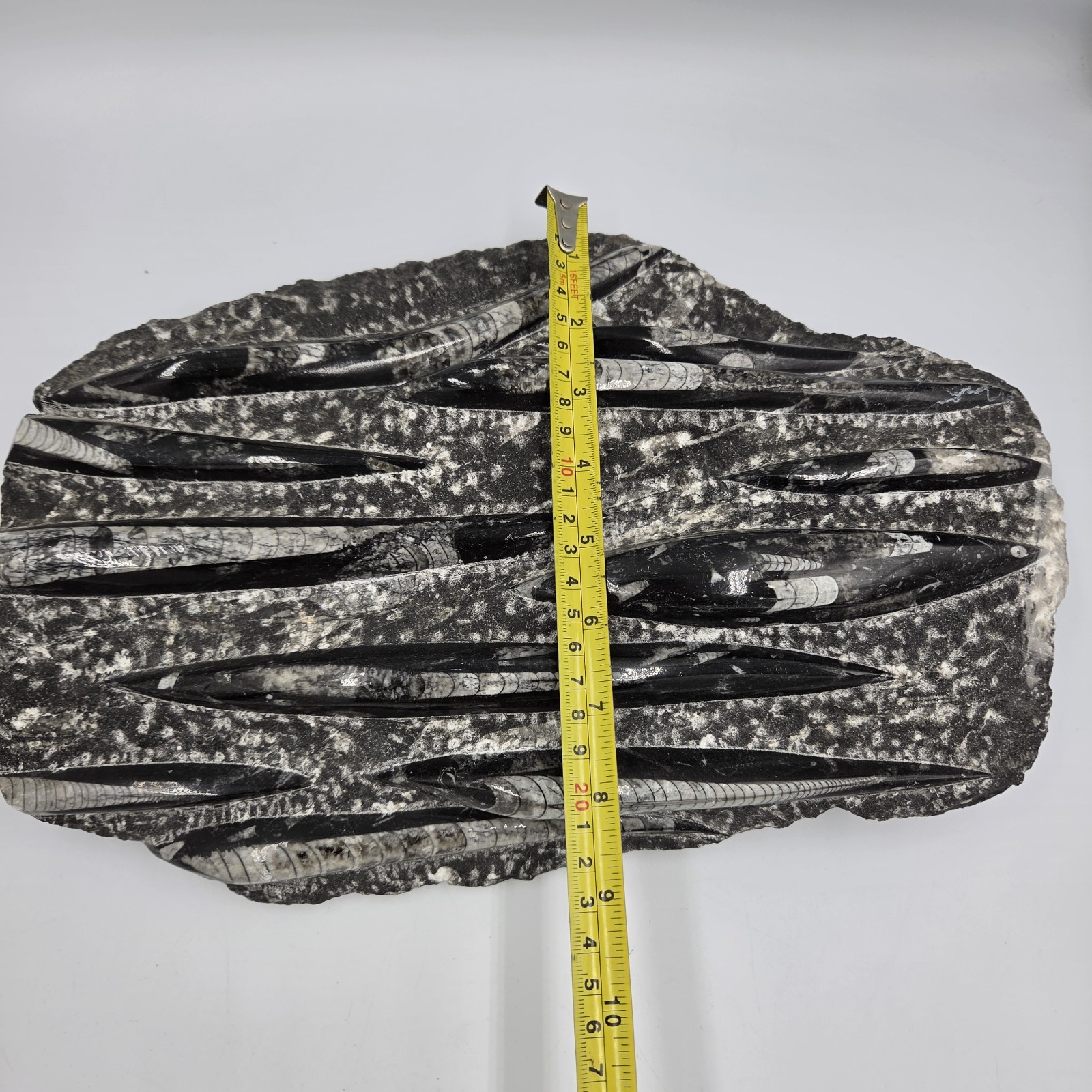 Large 15″ Polished Orthoceras Fossil Plate Black Limestone Morocco Display…