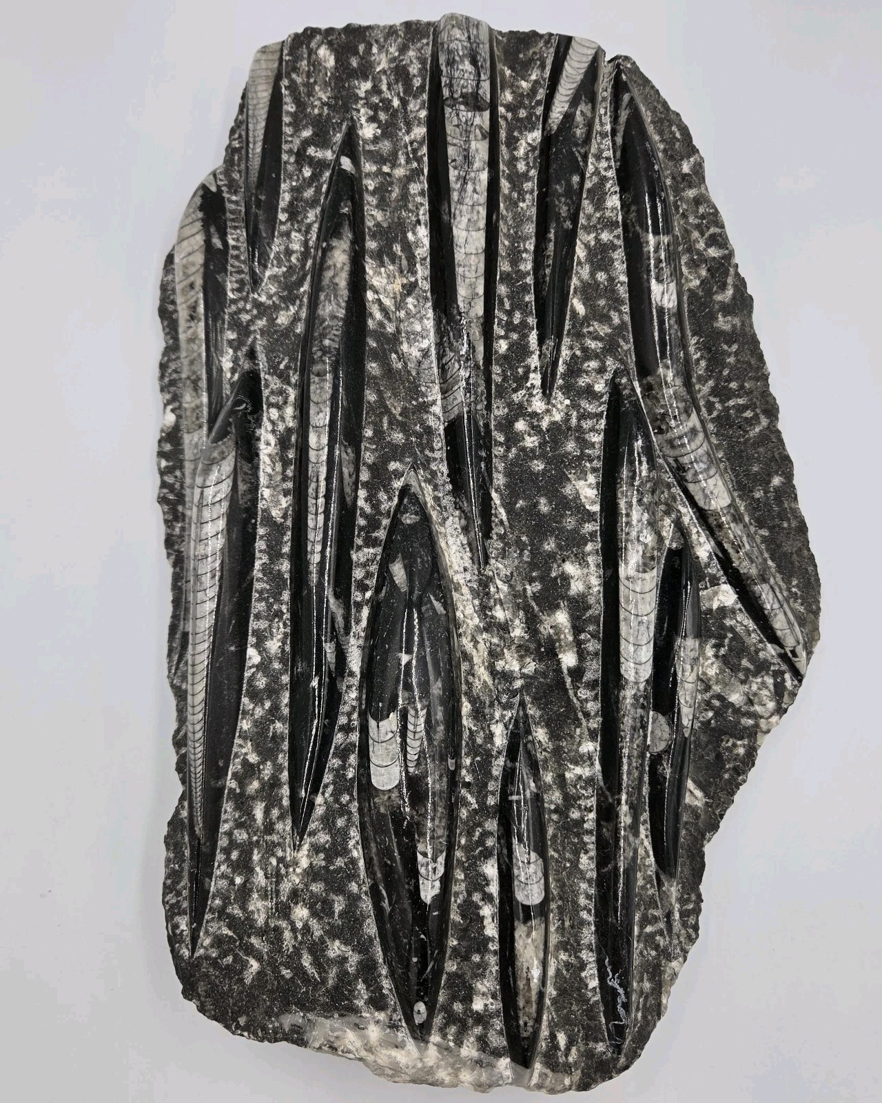 Large 15″ Polished Orthoceras Fossil Plate Black Limestone Morocco Display…