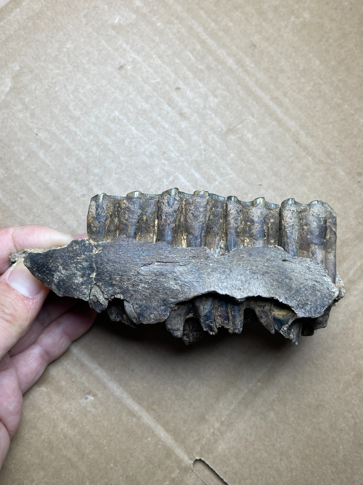 300g Beautiful Ice Age tooth collection