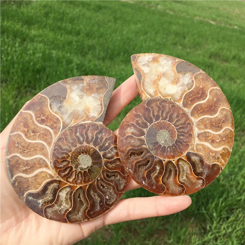 200g+ Top! Natural Ammonite Fossil Conch Crystal Specimen Healing+stand 1PC