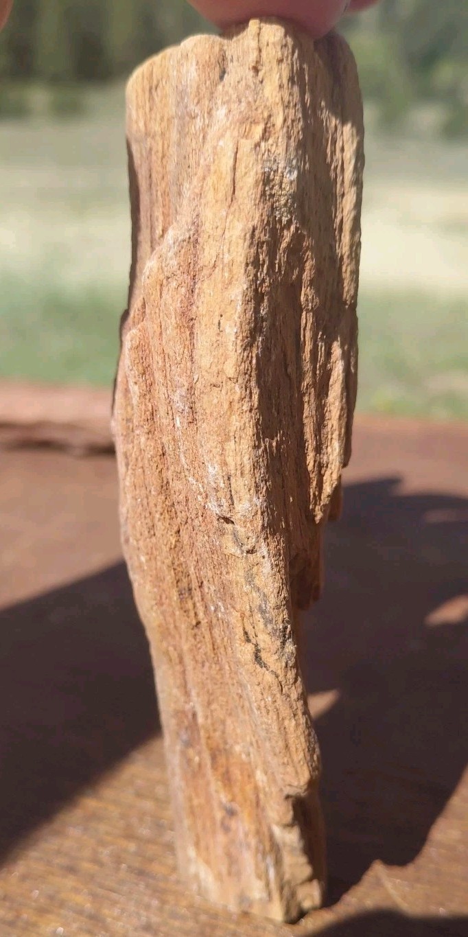 Petrified Wood Fossilized Twisted Branch Bark Druzy Quartz 1/4Lb – 4 1/2″×1 1/4″
