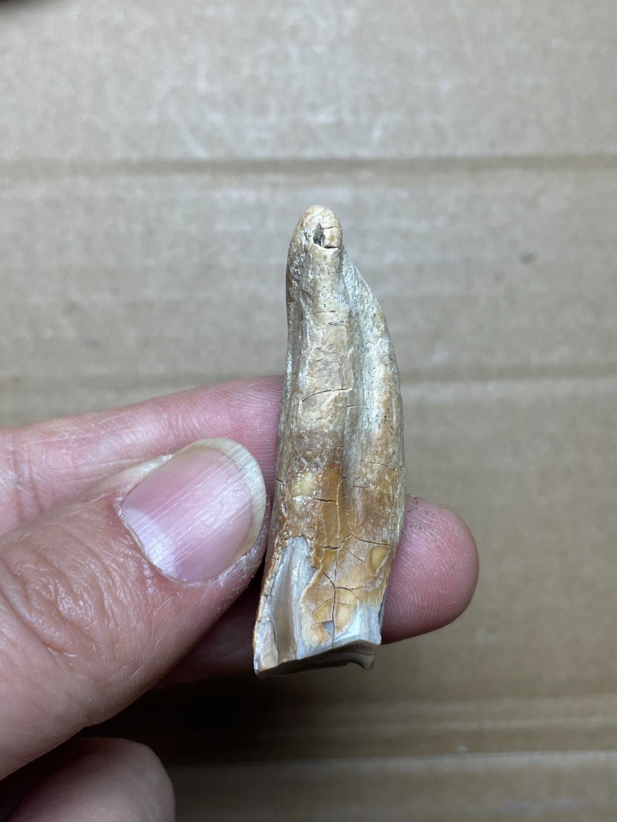 5 pieces Beautiful Ice Age tooth collection