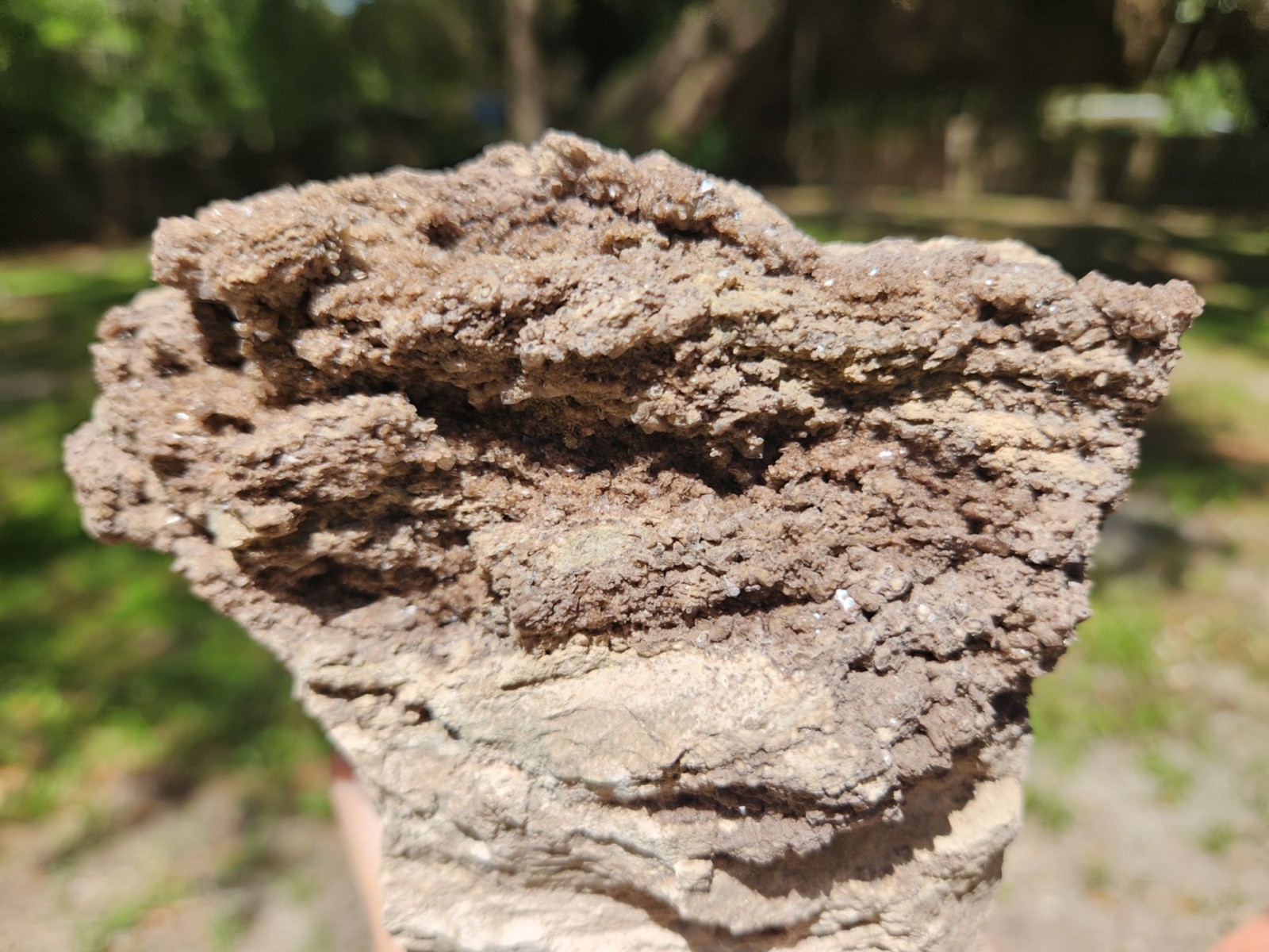 Brilliant Petrified Wood Crystallized Fossil Smoky Quartz Crystal Alabama