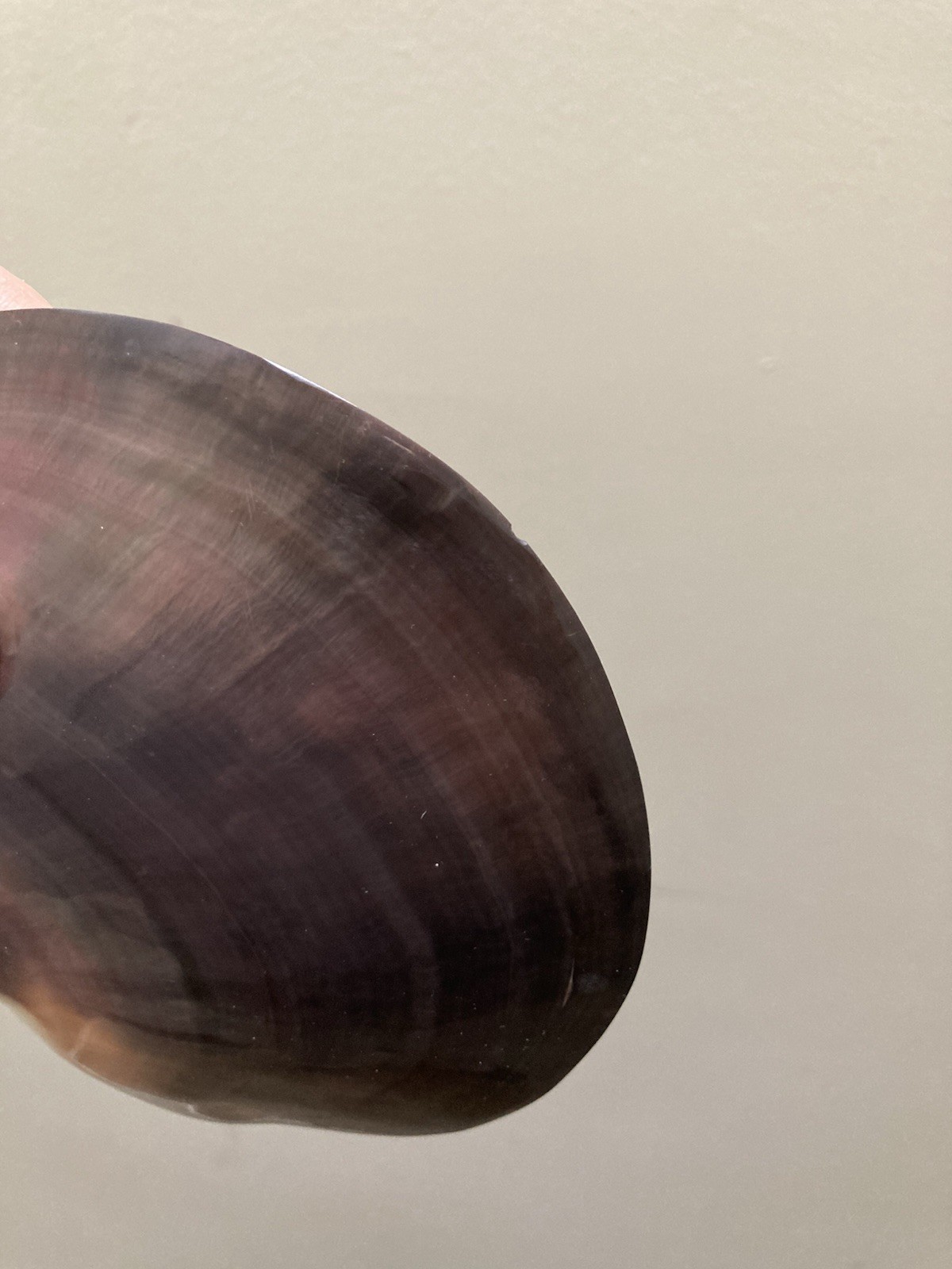 Rare Pinctafe Margaritifera , Pearl Shell, Black Lipped Pearl, 5.25” X 5”, 75 G