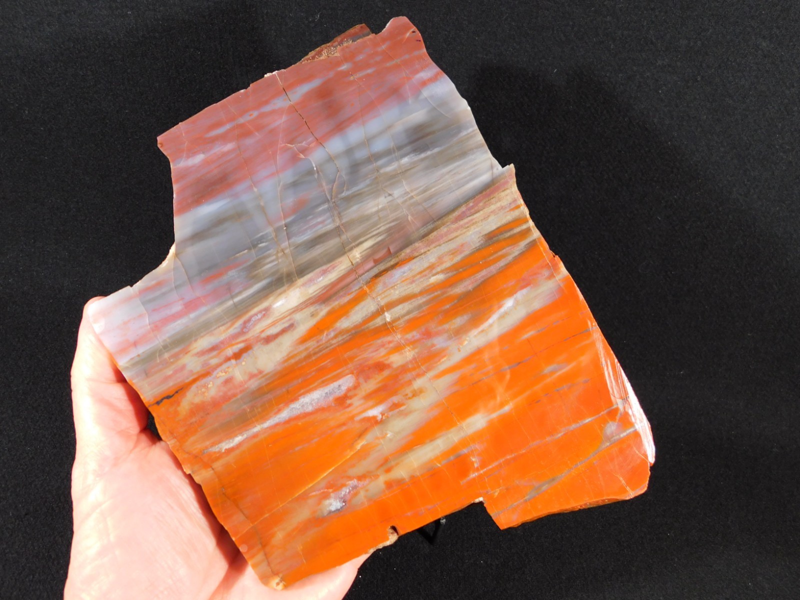 Big! Colorful Polished Petrified WOOD RAINBOW Fossil Slab Arizona 1393gr