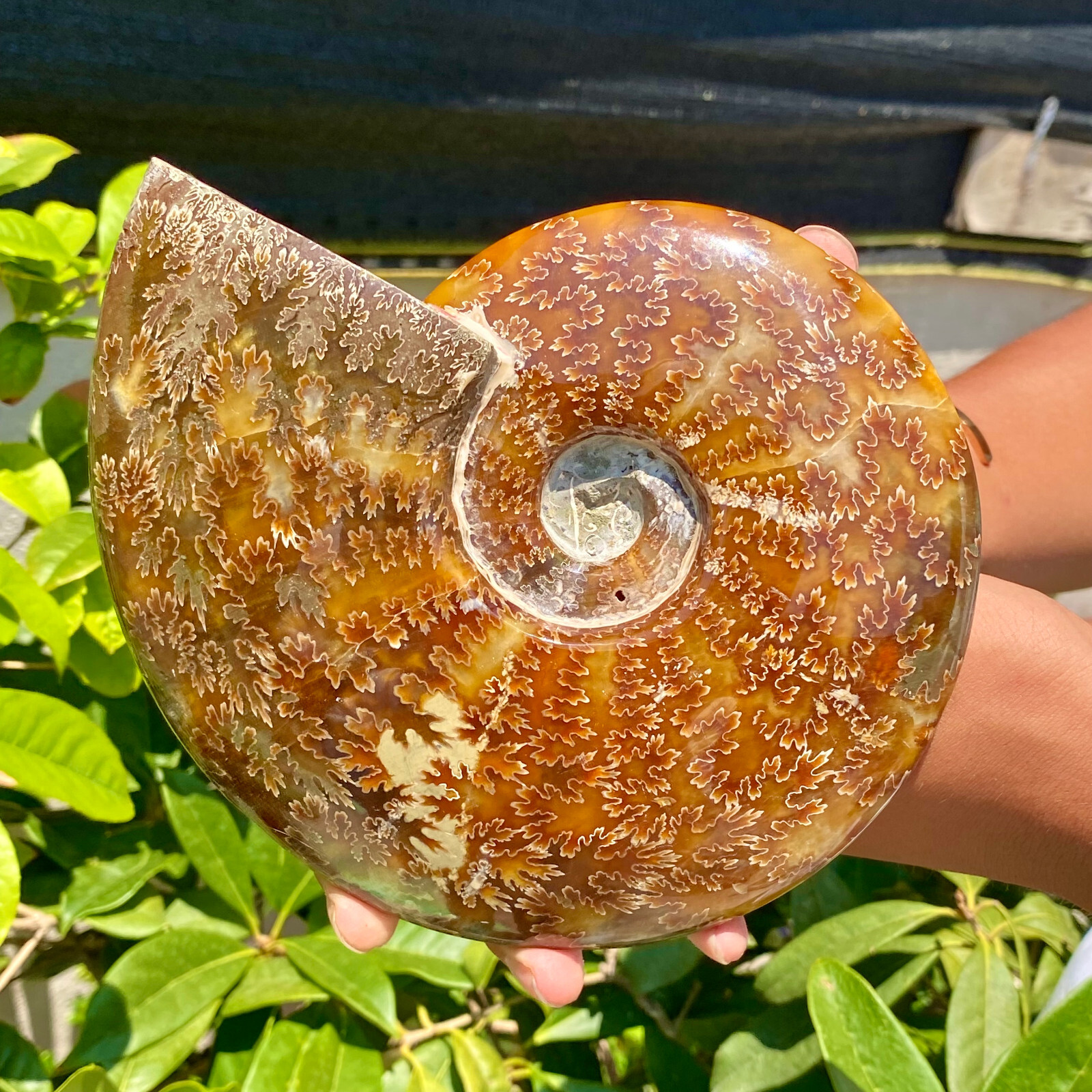 2.51LB Precious ammonite fossil shell specimen opaque yoga meditation energy