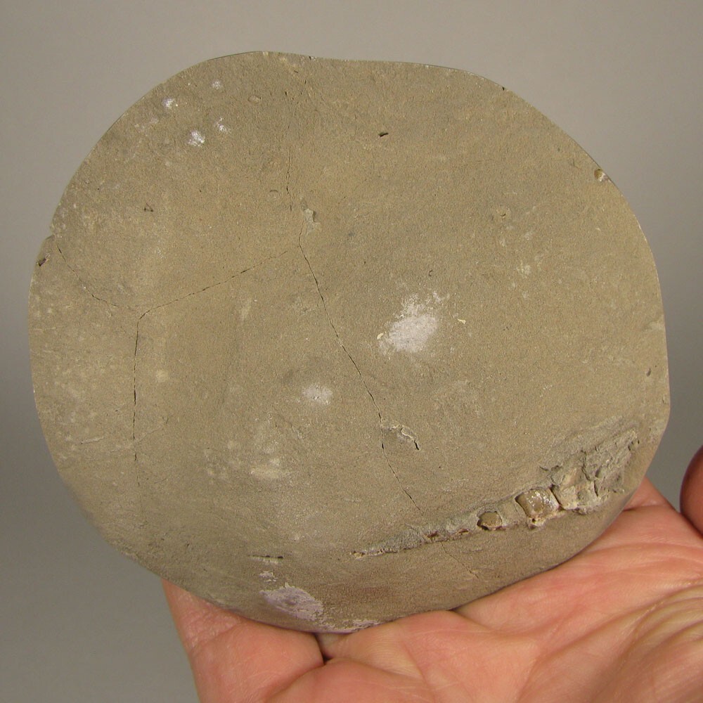 3.8″ SEPTARIAN Turtleback Polished Geode End Slab – Utah