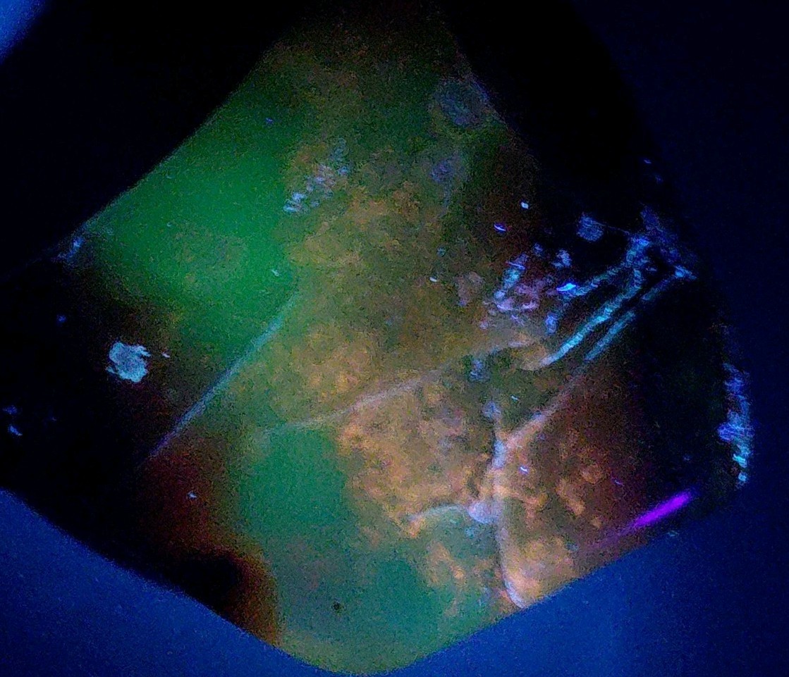 Polished Yellow Cat UV+ Agatized Petrified Wood Limb Cast Mineralization @ Depth