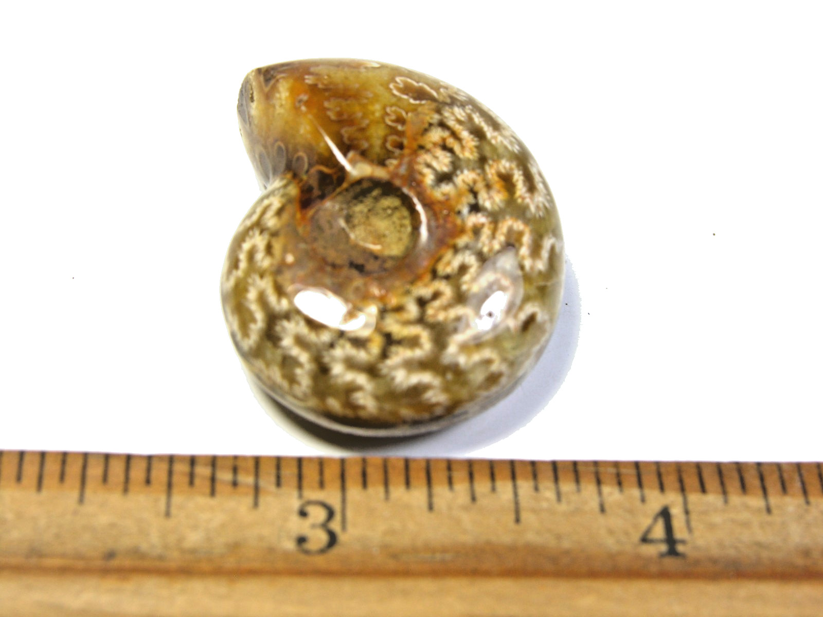 Ammonite fossil polished 1 1/2″ + showing suture lines Madagascar ms20