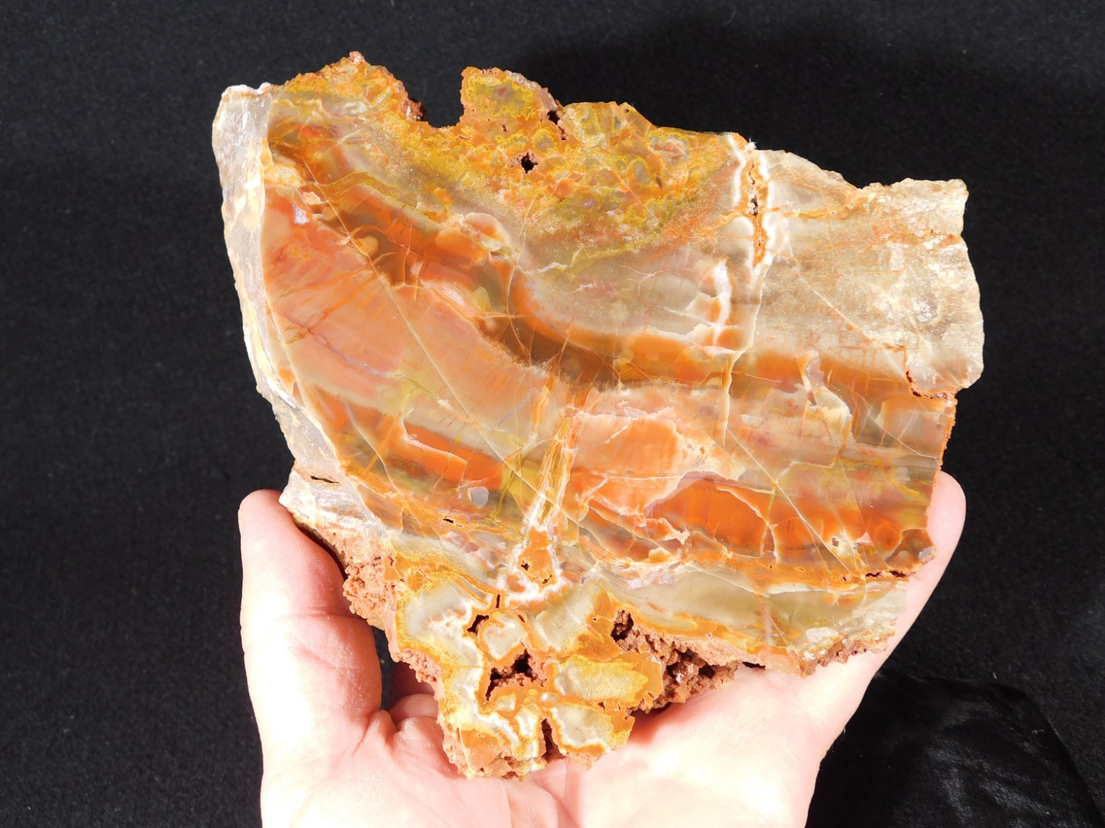 Larger! Colorful Polished Petrified WOOD RAINBOW Fossil Slab Arizona 1135gr