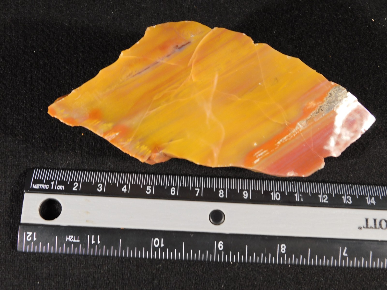 Polished Deep Yellow/RED Petrified RAINBOW WOOD Fossil End Cut Arizona 309gr