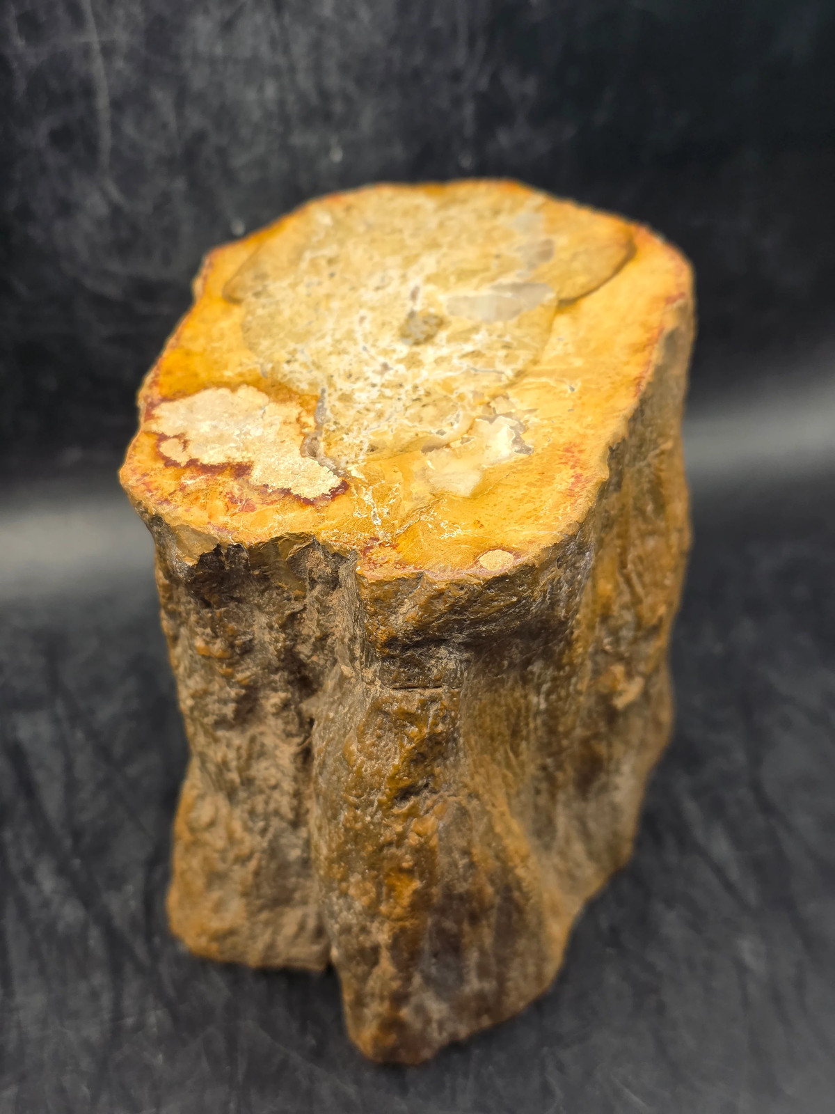 Petrified wood trunk! 1.15 pounds, 3.5 inches tall, 3.3 inches wide