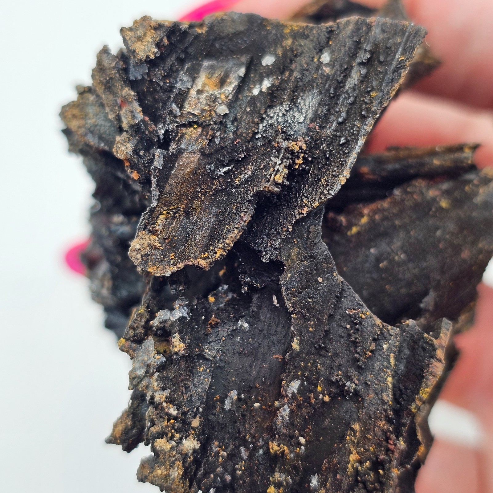 Goethite and Limonite Epimorphs of Gypsum Selenite Santa Eulalia, Mexico