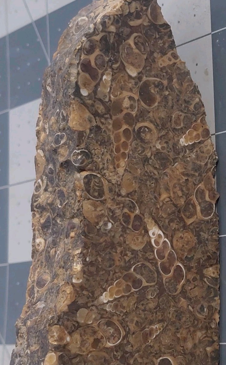 1 lb Turritella Agate Cross Section Snail Fossils Slabbed 4 Sides 5 3/4″ Wyoming