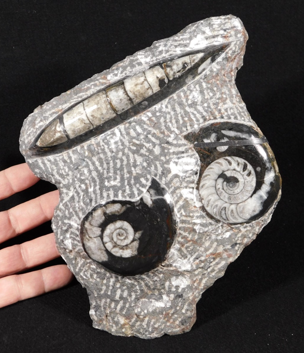 TWO! Polished Goniatite Fossils and an Orthoceras Fossil in Big Matrix 1441gr