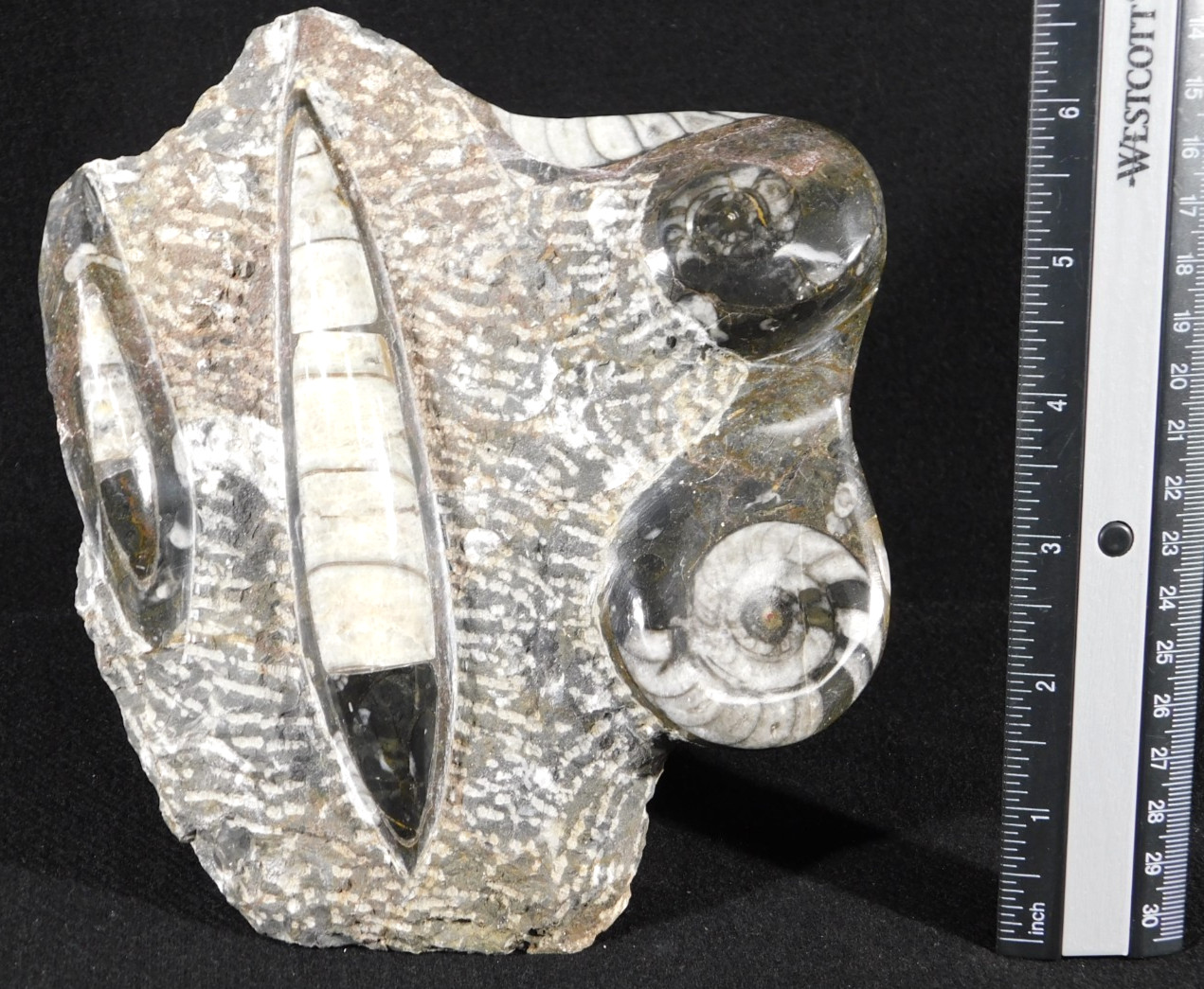 TWO! FREE Standing Polished Goniatites and TWO Orthoceras Fossils Morocco 1121gr