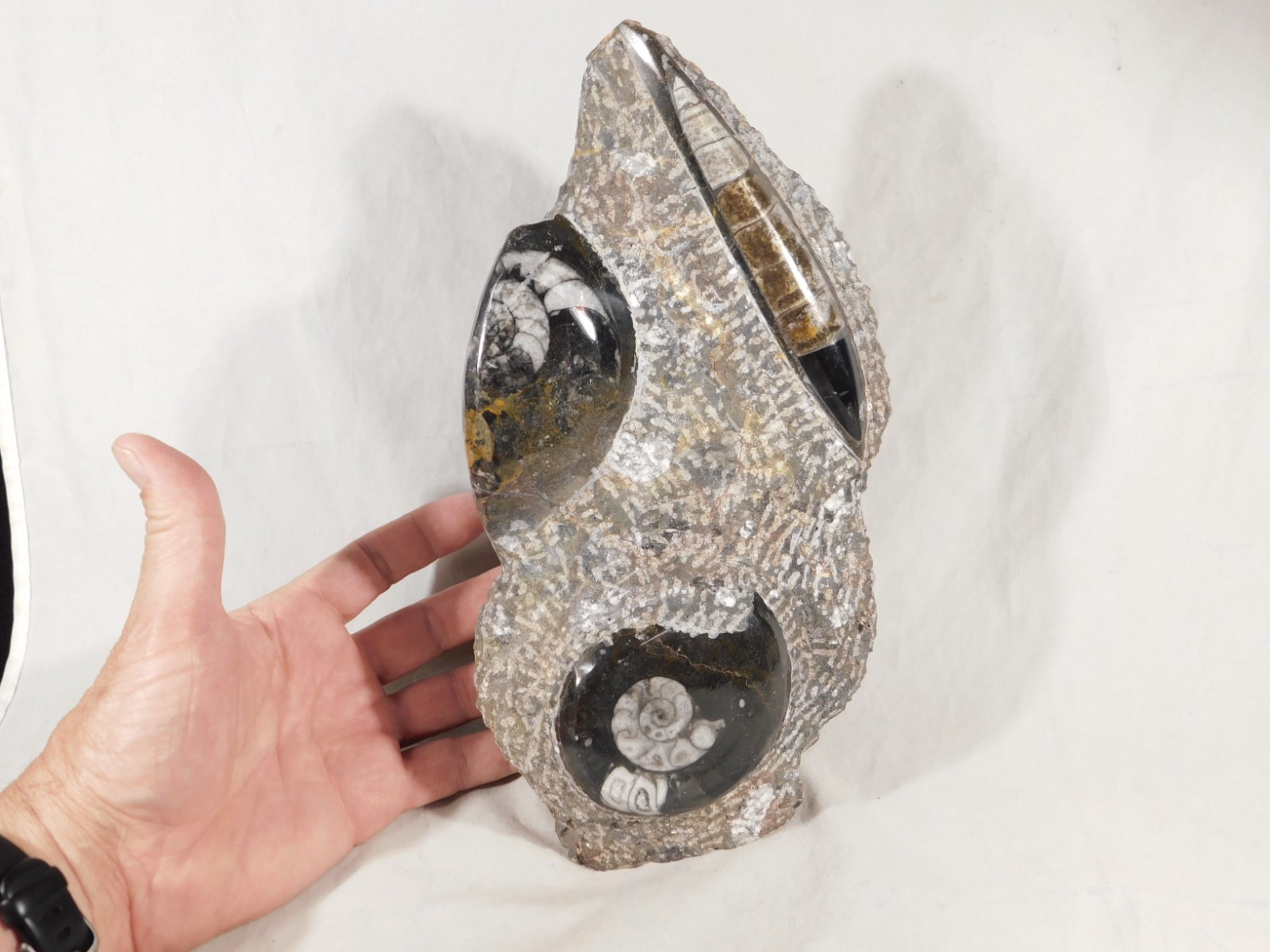 TWO! Polished Goniatite Fossils and an Orthoceras Fossil in Big Matrix 1661gr