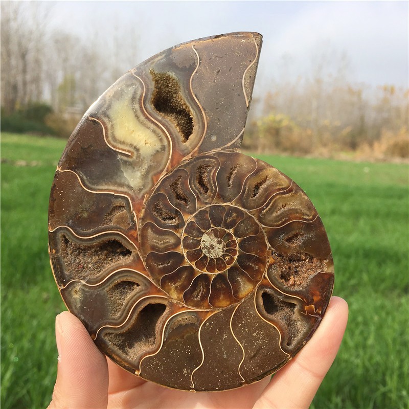 200g+ Top! Natural Ammonite Fossil Conch Crystal Specimen Healing+stand 1PC