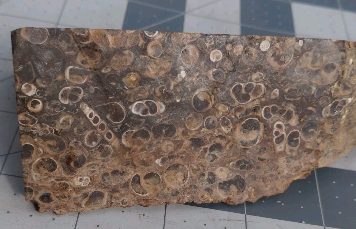 1 lb Turritella Agate Cross Section Snail Fossils Slabbed 4 Sides 5 3/4″ Wyoming