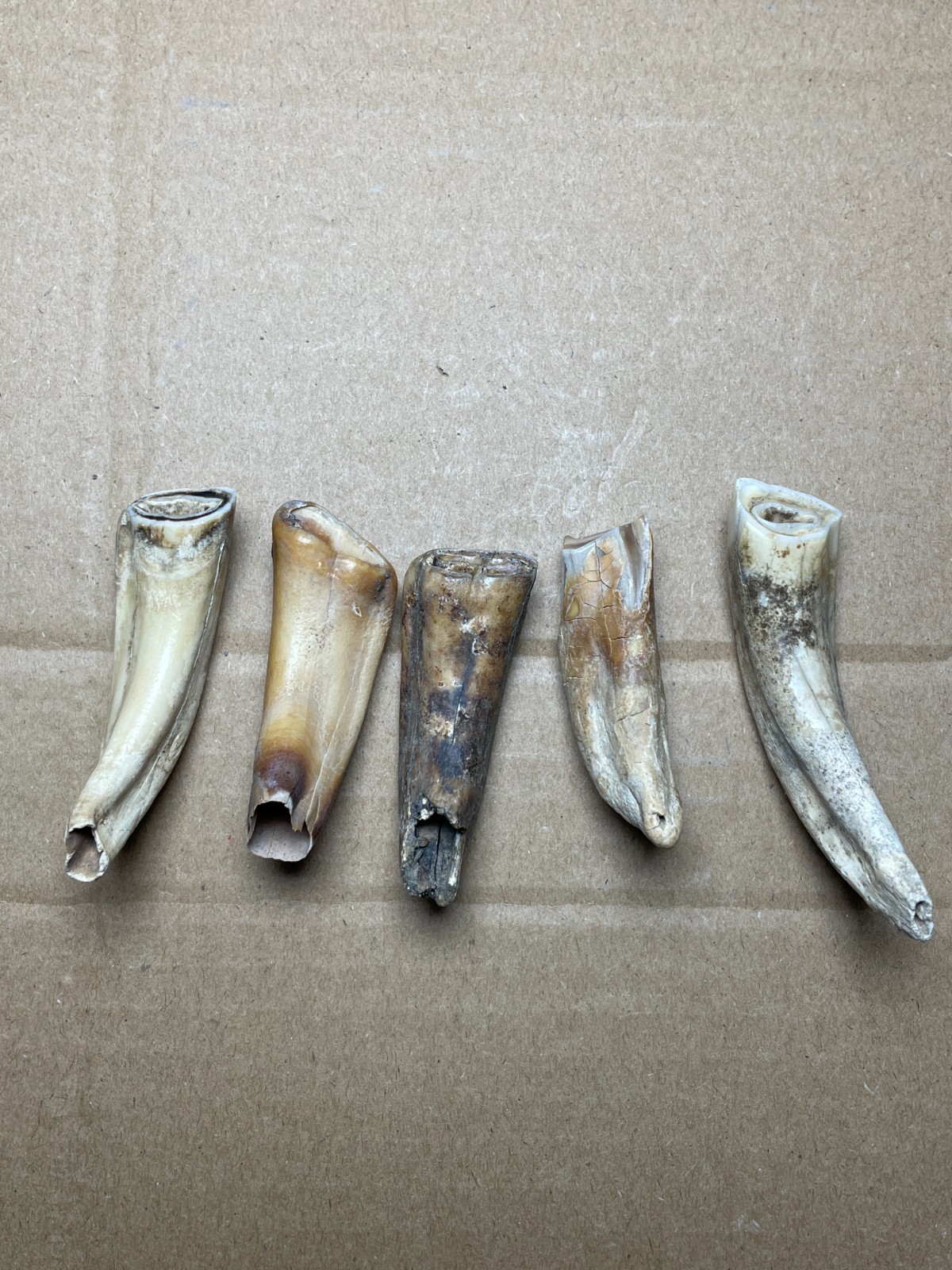 5 pieces Beautiful Ice Age tooth collection