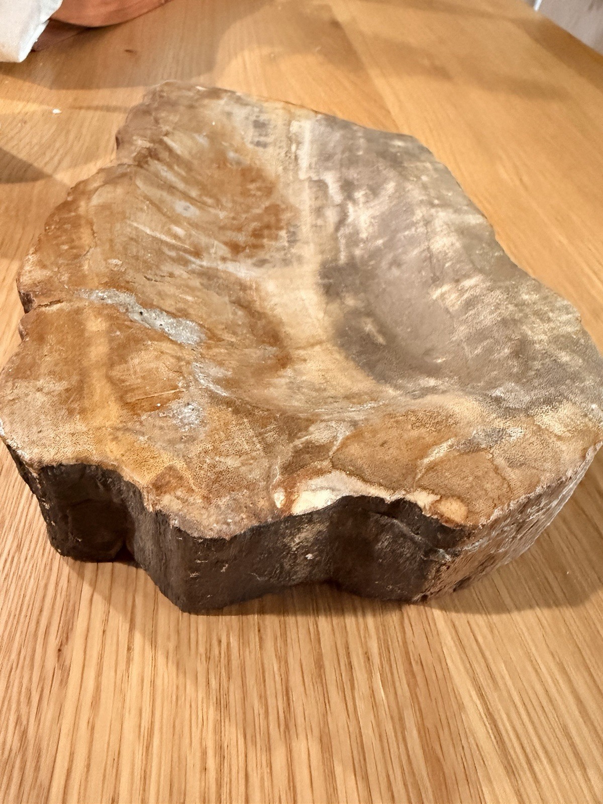 Large Petrified Wood carved And Polished Bowl 8.5 Amazing Statement Art