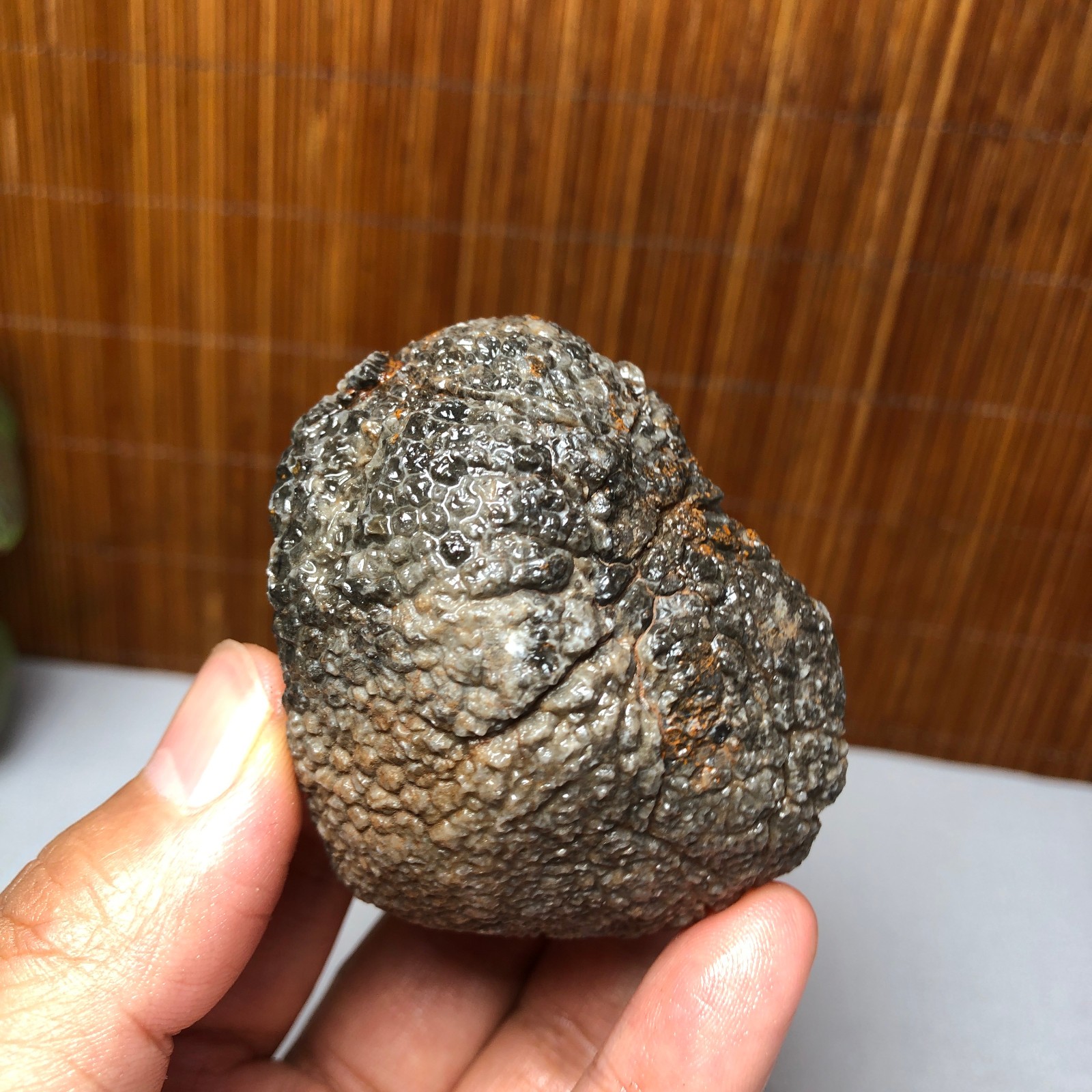56mm Rare Rugose Coral Slab original Actinocyathus Morocco 133g A9418