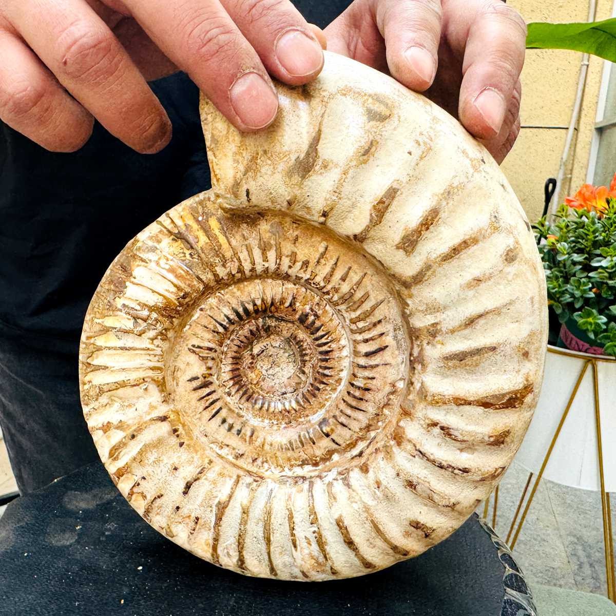5.25LB Rare Large Natural Polished Natural Conch Fossil Specimens of Madagascar