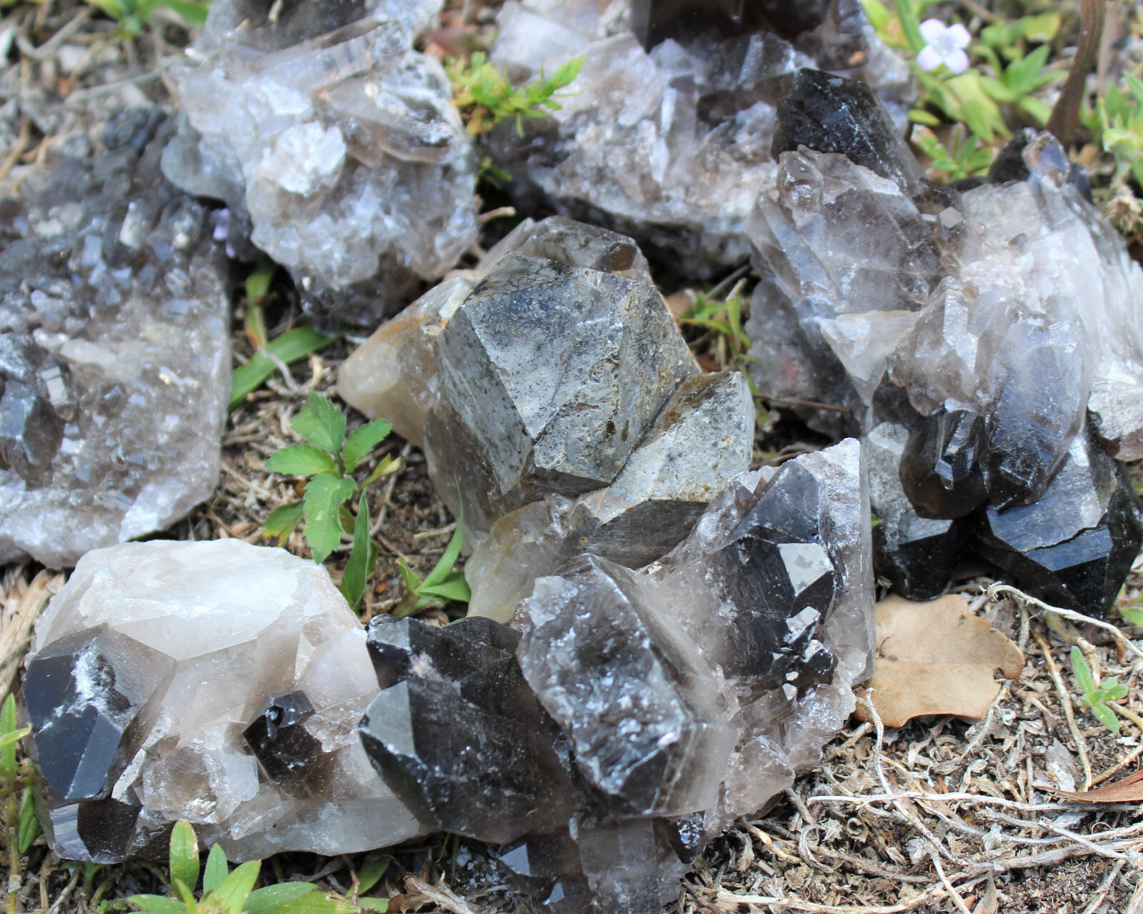 Smoky Quartz Crystal Clusters CLEARANCE Wholesale Lots (Smokey Quartz Cluster)