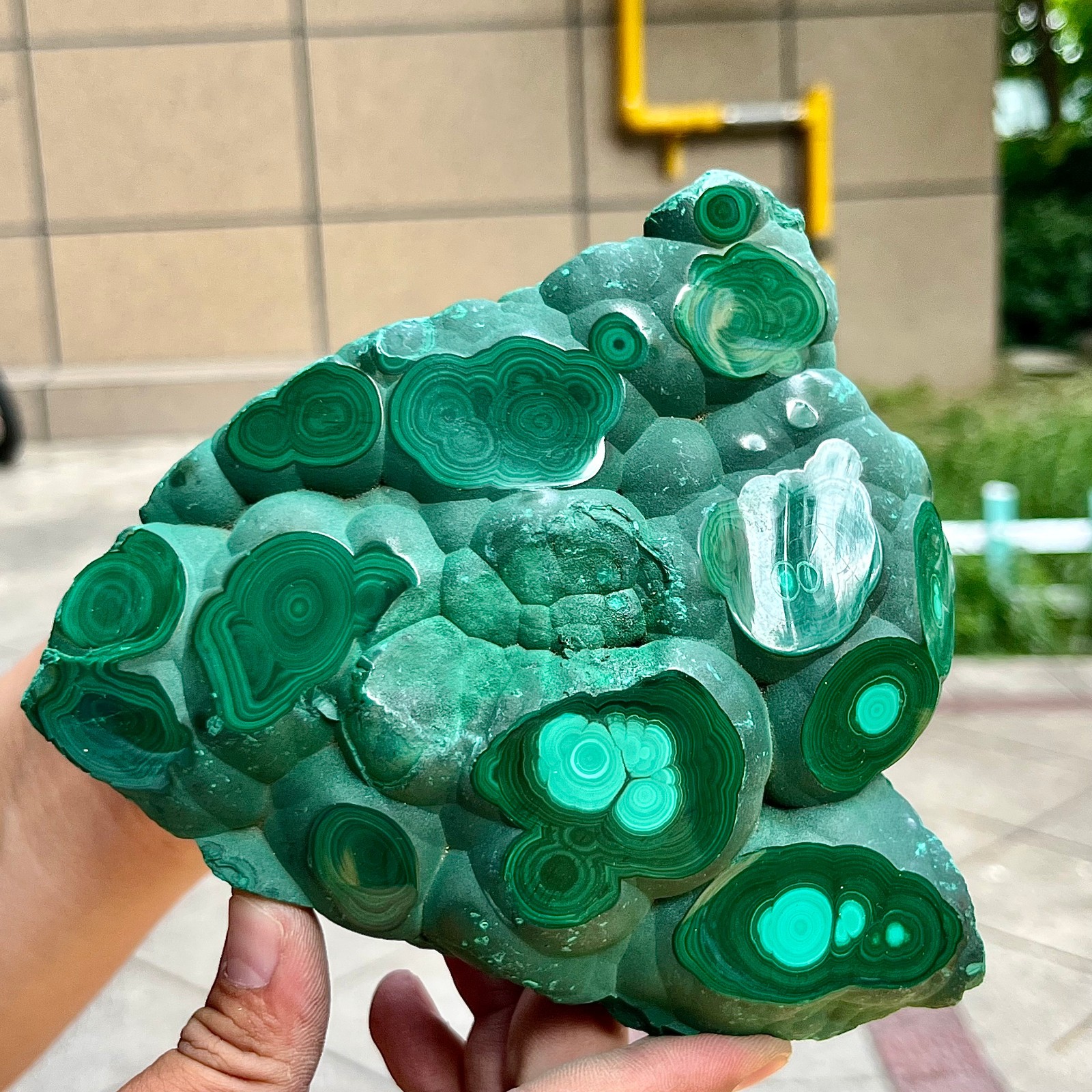 2.2 lb Eye Pattern Malachite Partially Polished Freeform Raw Back Specimen
