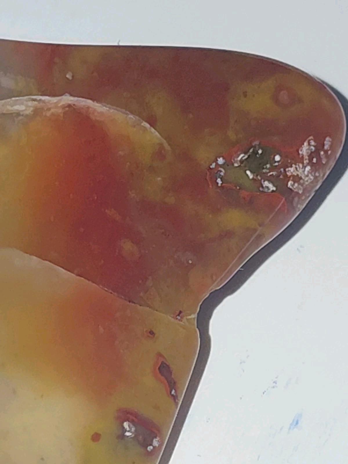 Polished Yellow Cat UV+ Agatized Petrified Wood Limb Cast Mineralization @ Depth