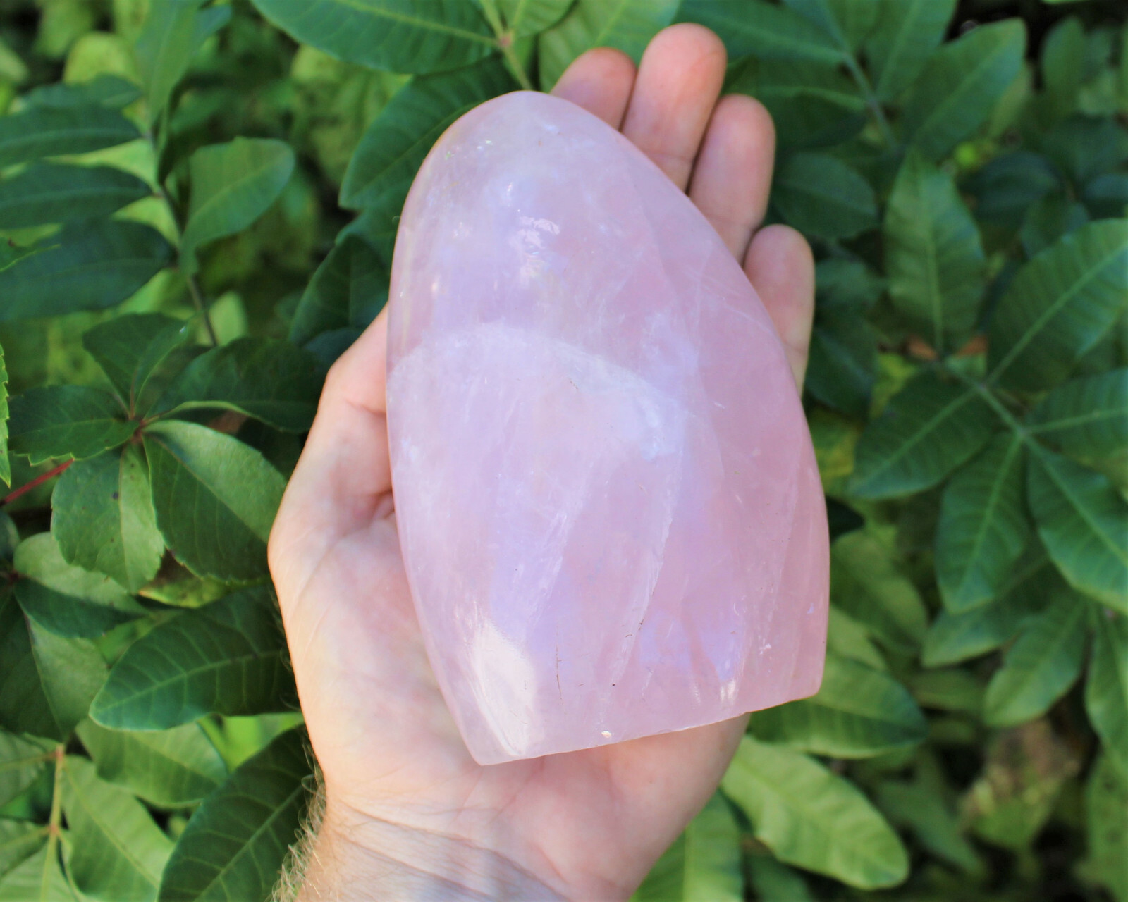 LARGE Polished Rose Quartz Freeform: Cut Base Free Standing Display Specimens