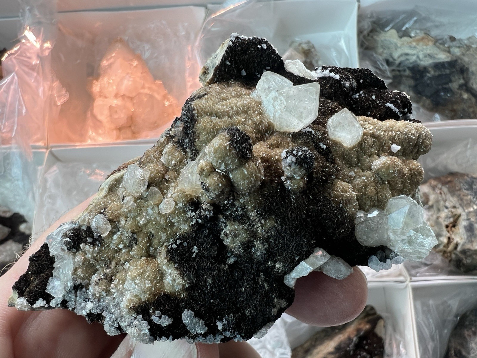 12 Quartz & Siderite Specimens – Potosí Mine, Santa Eulalia, Chihuahua, Mexico