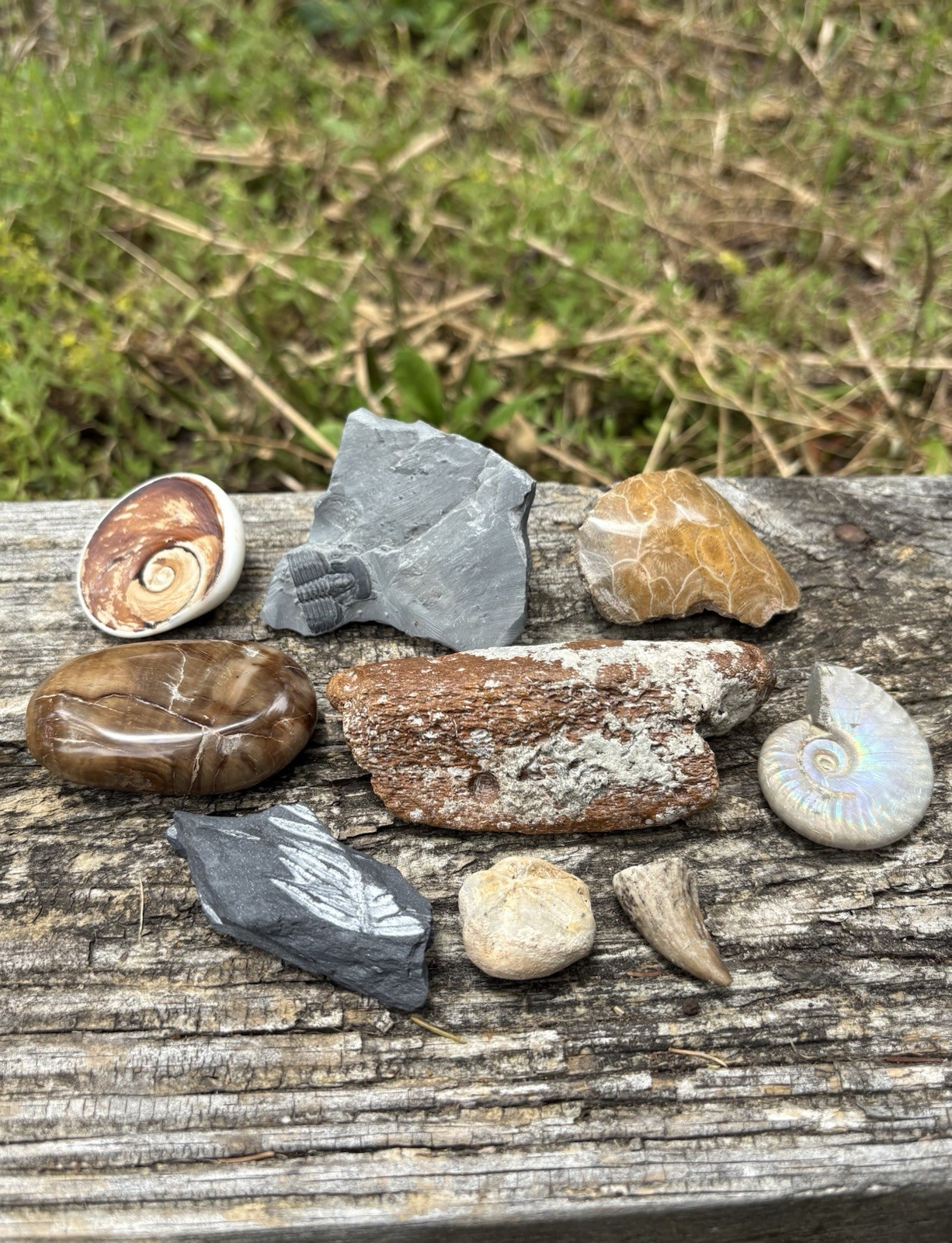 Large Fossil Specimens Lot- Fern Leaves, Opal Ammonite, Petrified Wood & More