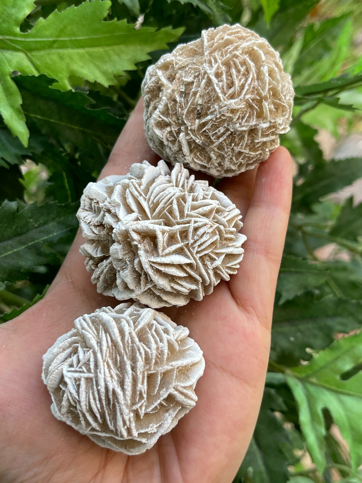 Extra Large Desert Rose Selenite, 1.5-4 Inches Desert Gypsum Rose, Pick a Size