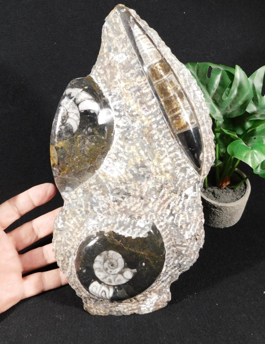 TWO! Polished Goniatite Fossils and an Orthoceras Fossil in Big Matrix 1661gr
