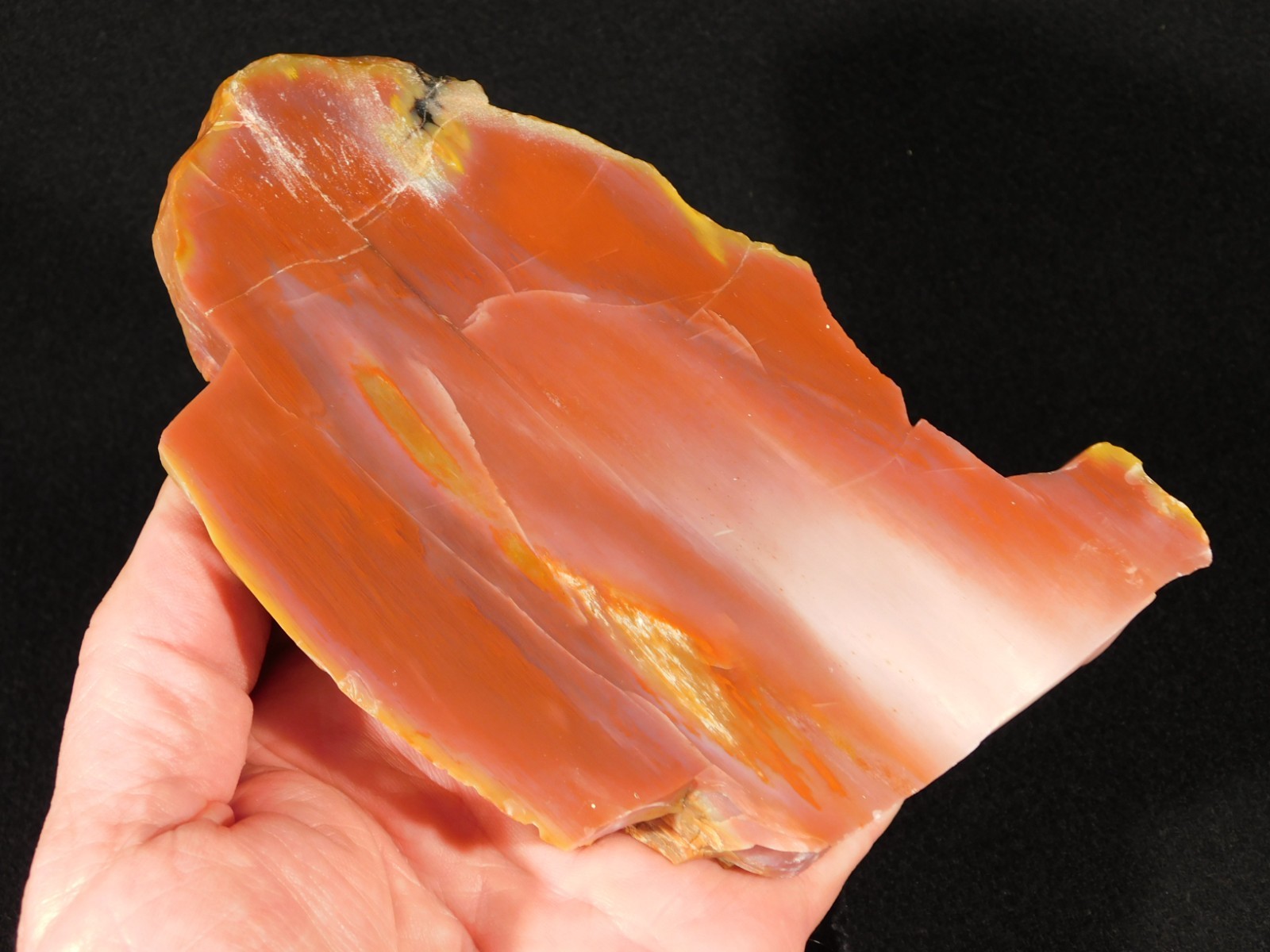 Larger 210 Million Year Old Polished Petrified RAINBOW WOOD Fossil Arizona 750gr