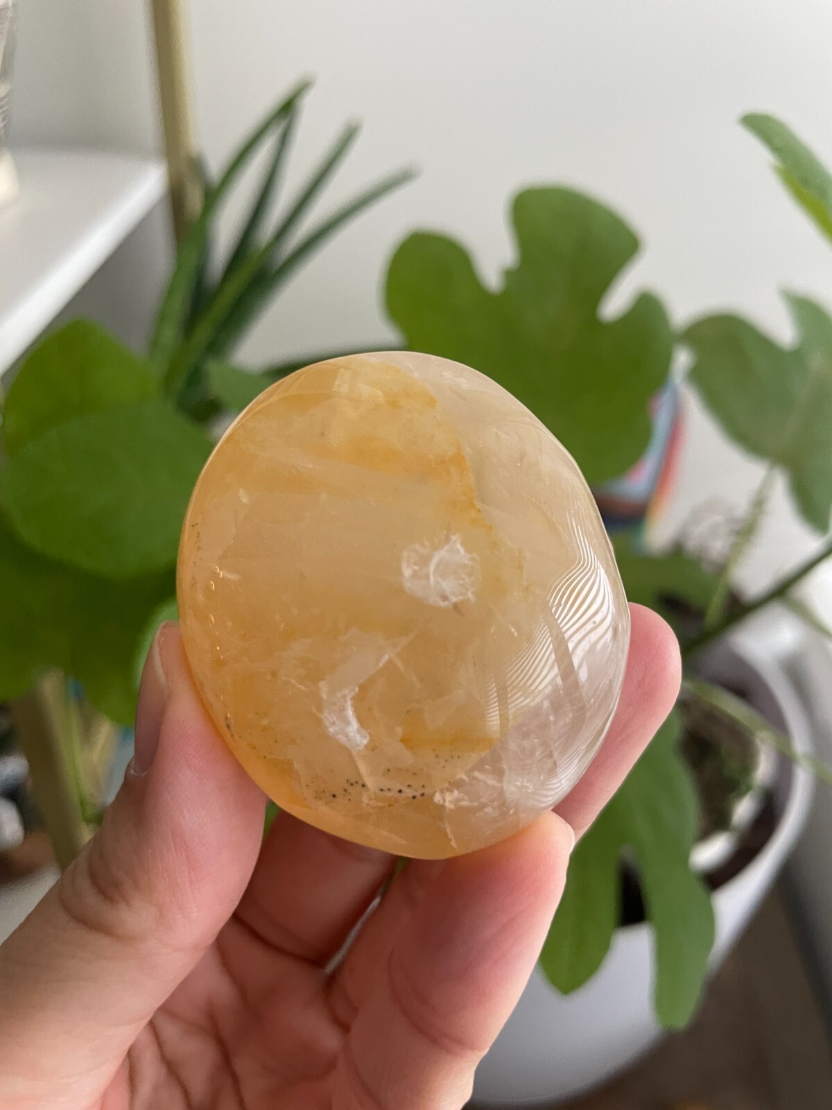 Polished Golden Healer Palm / Palmstone, Medium, approx. 2″H, 70 grams