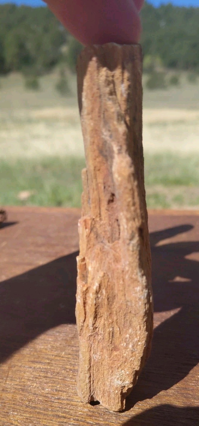 Petrified Wood Fossilized Twisted Branch Bark Druzy Quartz 1/4Lb – 4 1/2″×1 1/4″