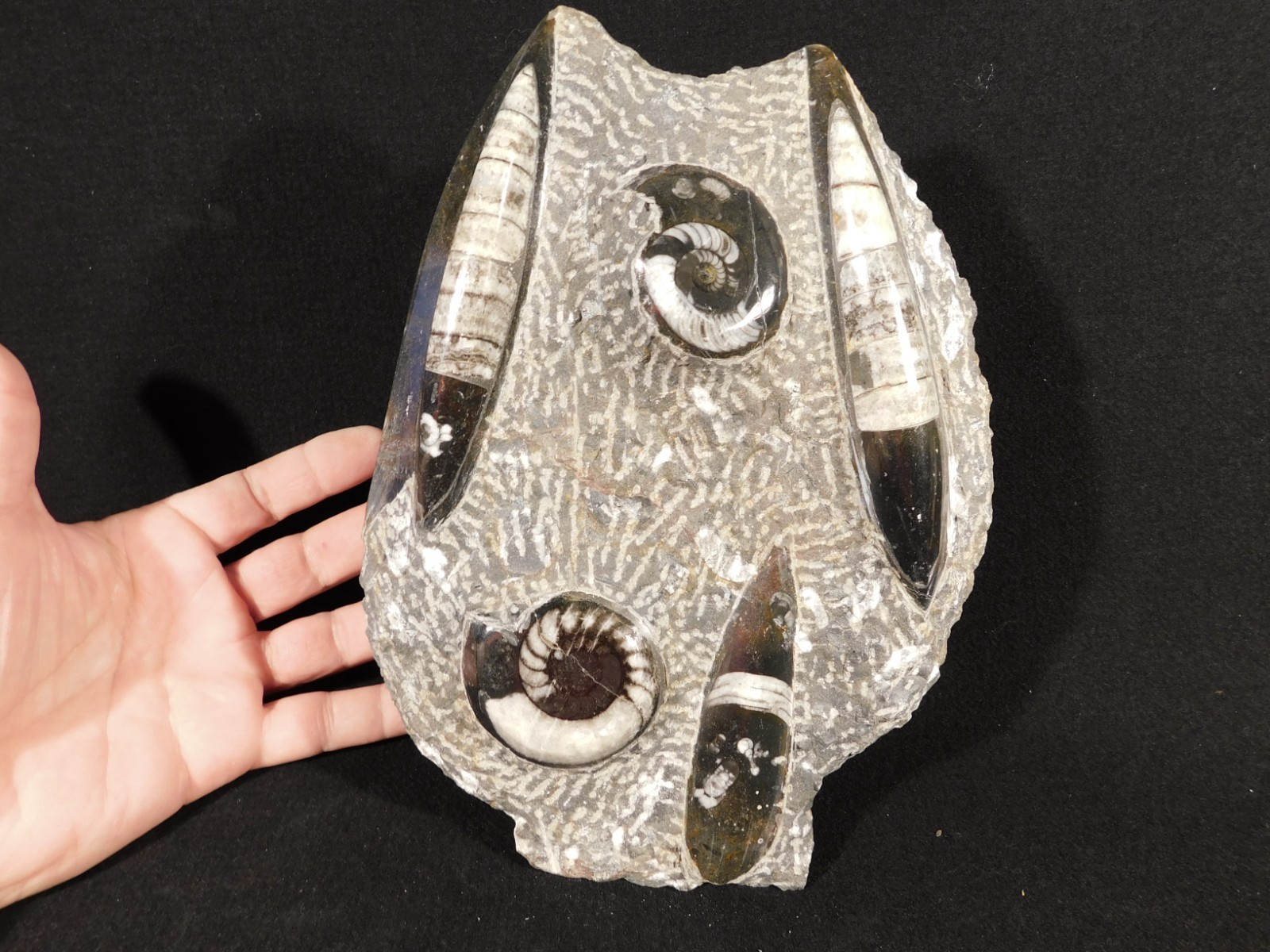 Polished Goniatite and Orthoceras Fossils in Big FREE Standing Matrix! 1686gr