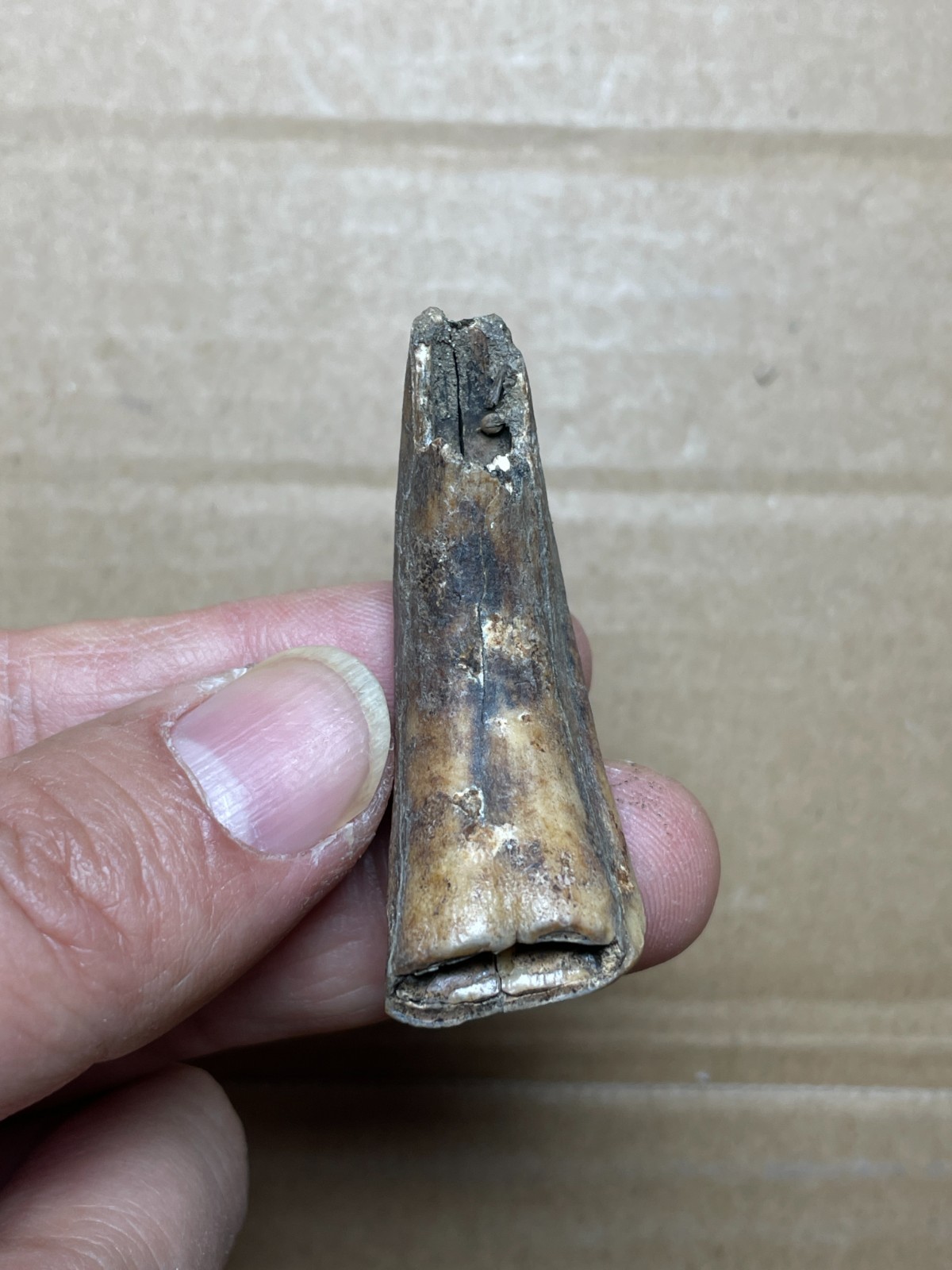 5 pieces Beautiful Ice Age tooth collection