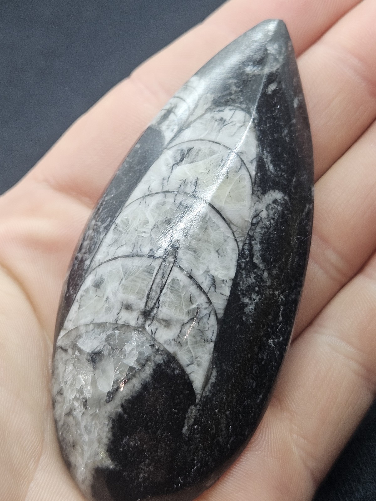 Polished Orthoceras Fossil Palm Stone – Morocco – Devonian Era Cephalopod