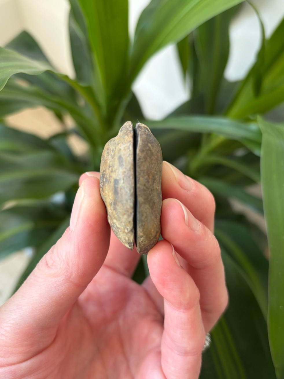 Polished Septarian Geode Matching Pair 1.65oz – Moroccan Dragon Stone Specimen