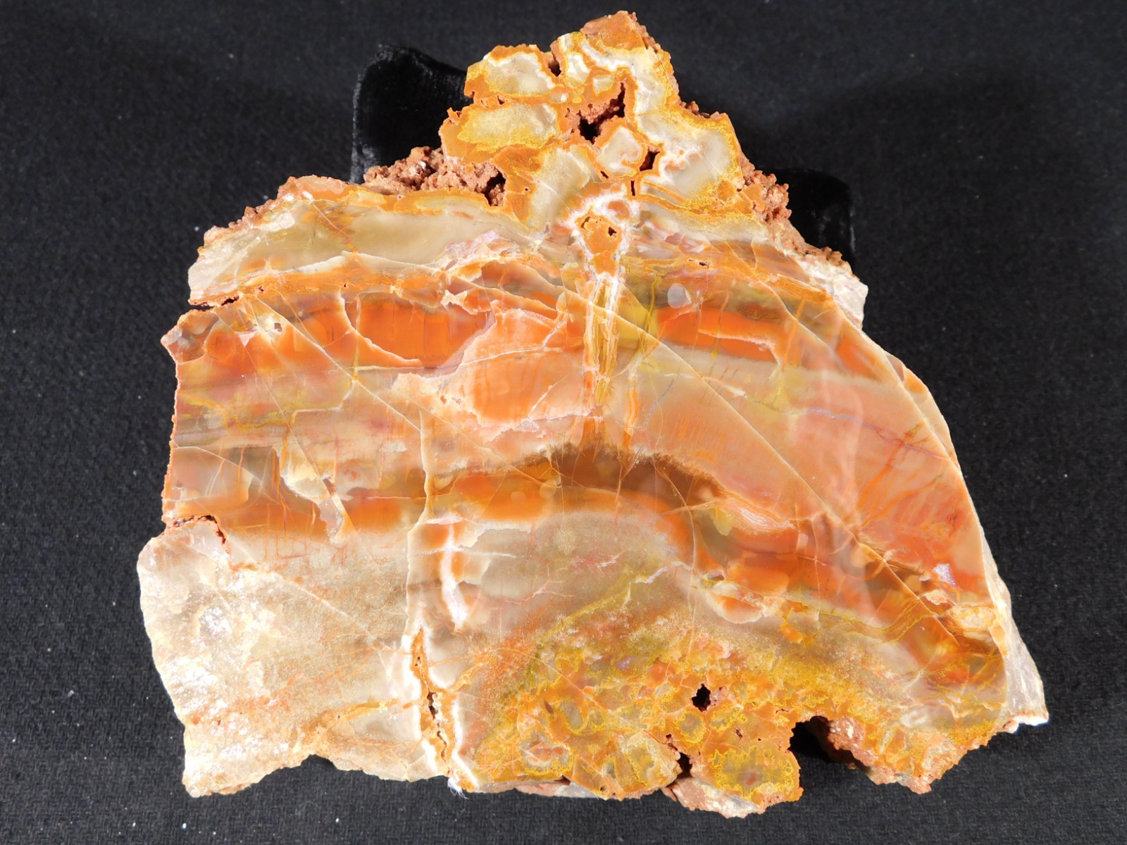 Larger! Colorful Polished Petrified WOOD RAINBOW Fossil Slab Arizona 1135gr