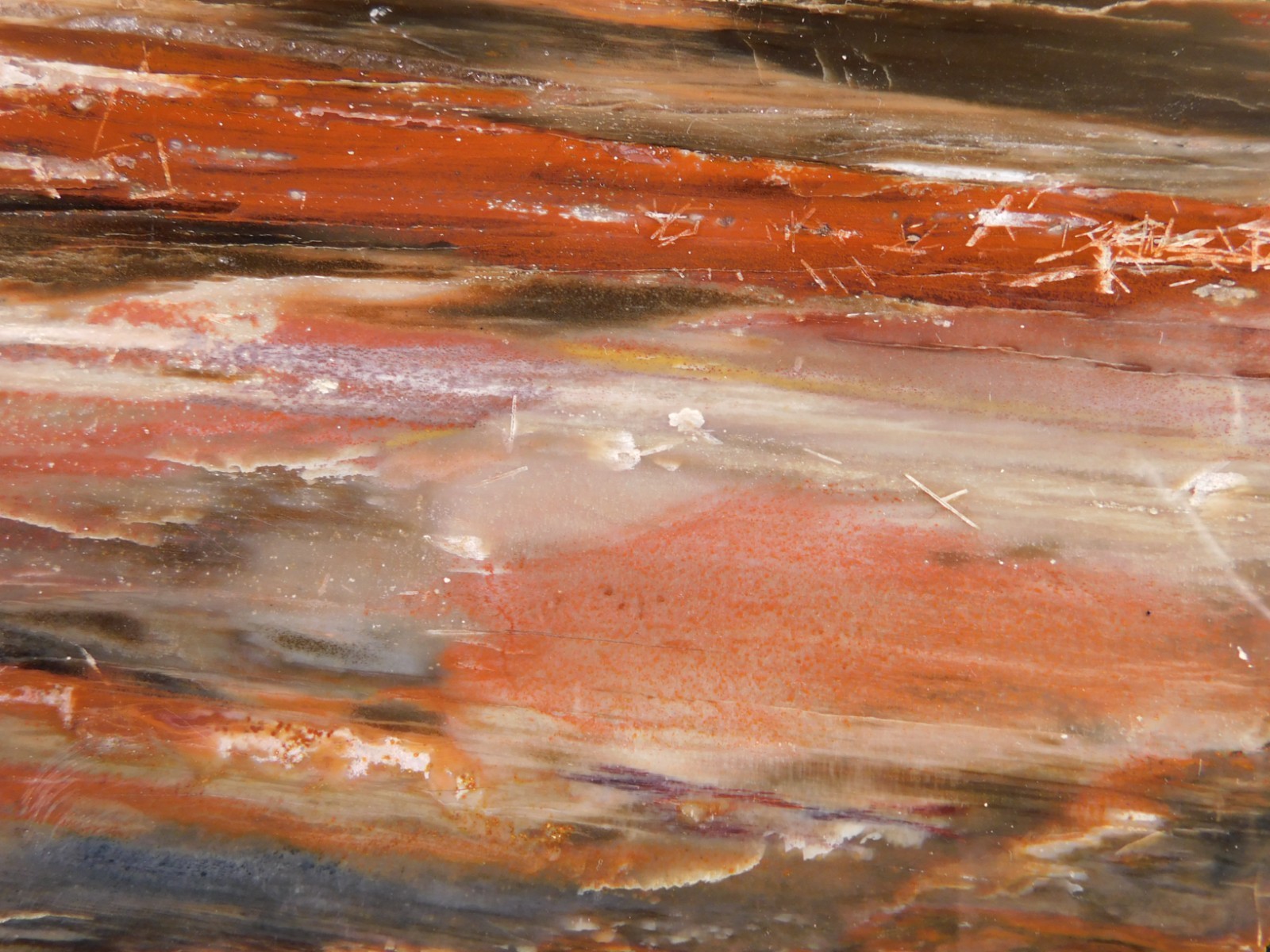 Big! 210 MILLION Year Old! Polished Petrified RAINBOW WOOD Fossil Arizona 1960gr