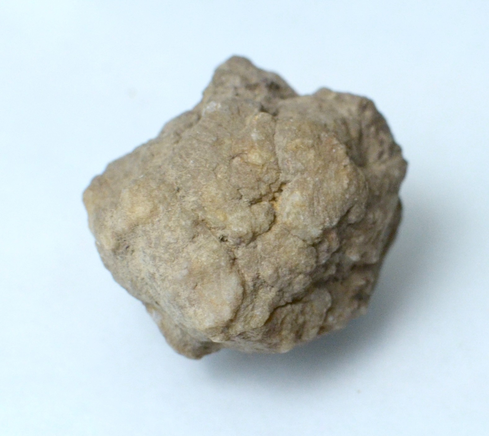 Lot of Kentucky Beekite Geodes | Unique Botryoidal Chalcedony