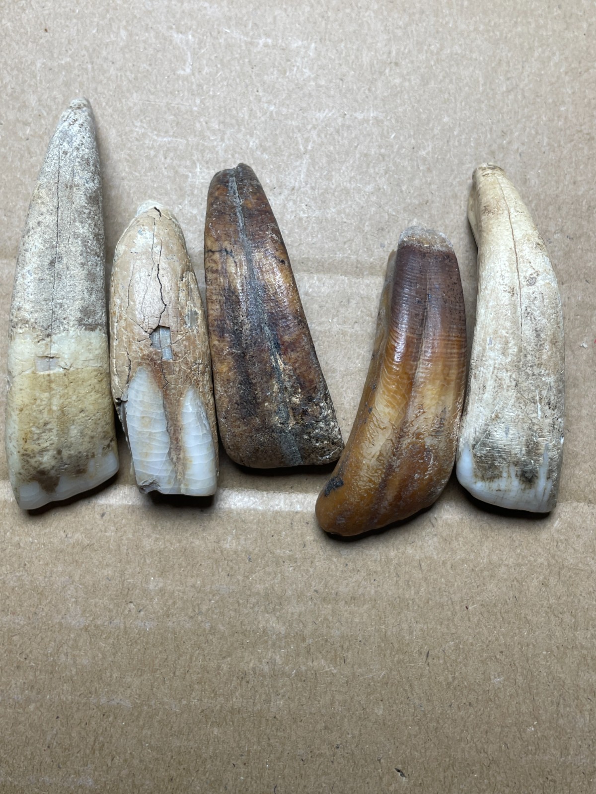 5 pieces Beautiful Ice Age tooth collection