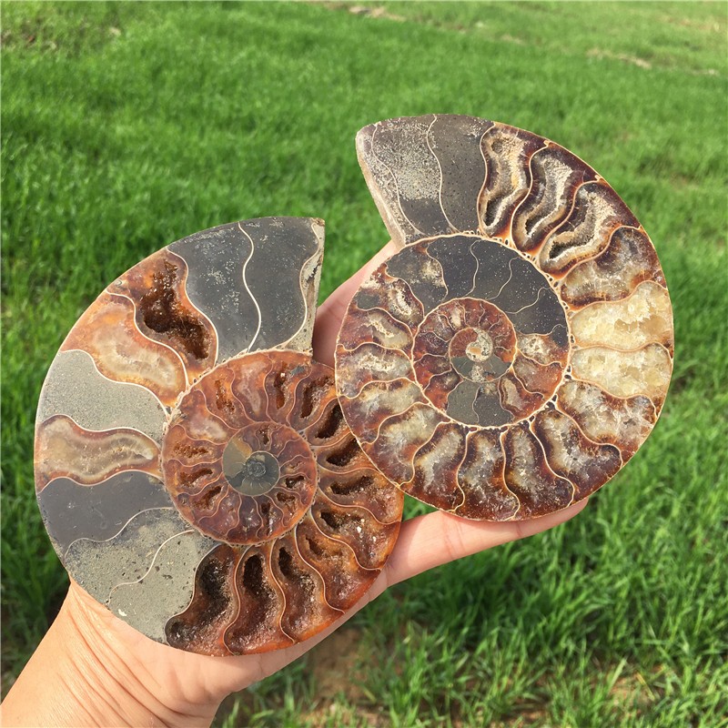 200g+ Top! Natural Ammonite Fossil Conch Crystal Specimen Healing+stand 1PC