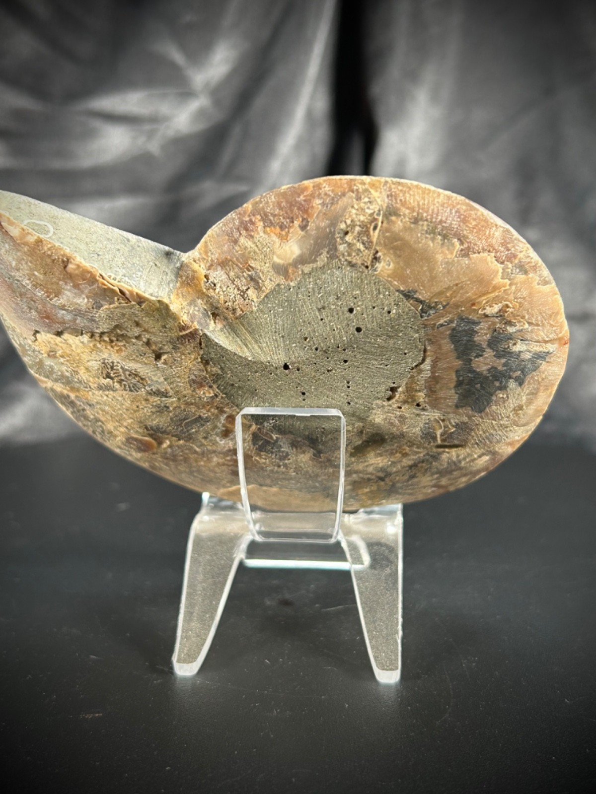 4.32″ Sliced Ammonite Half With Acrylic Stand 5.5oz (157 grams)