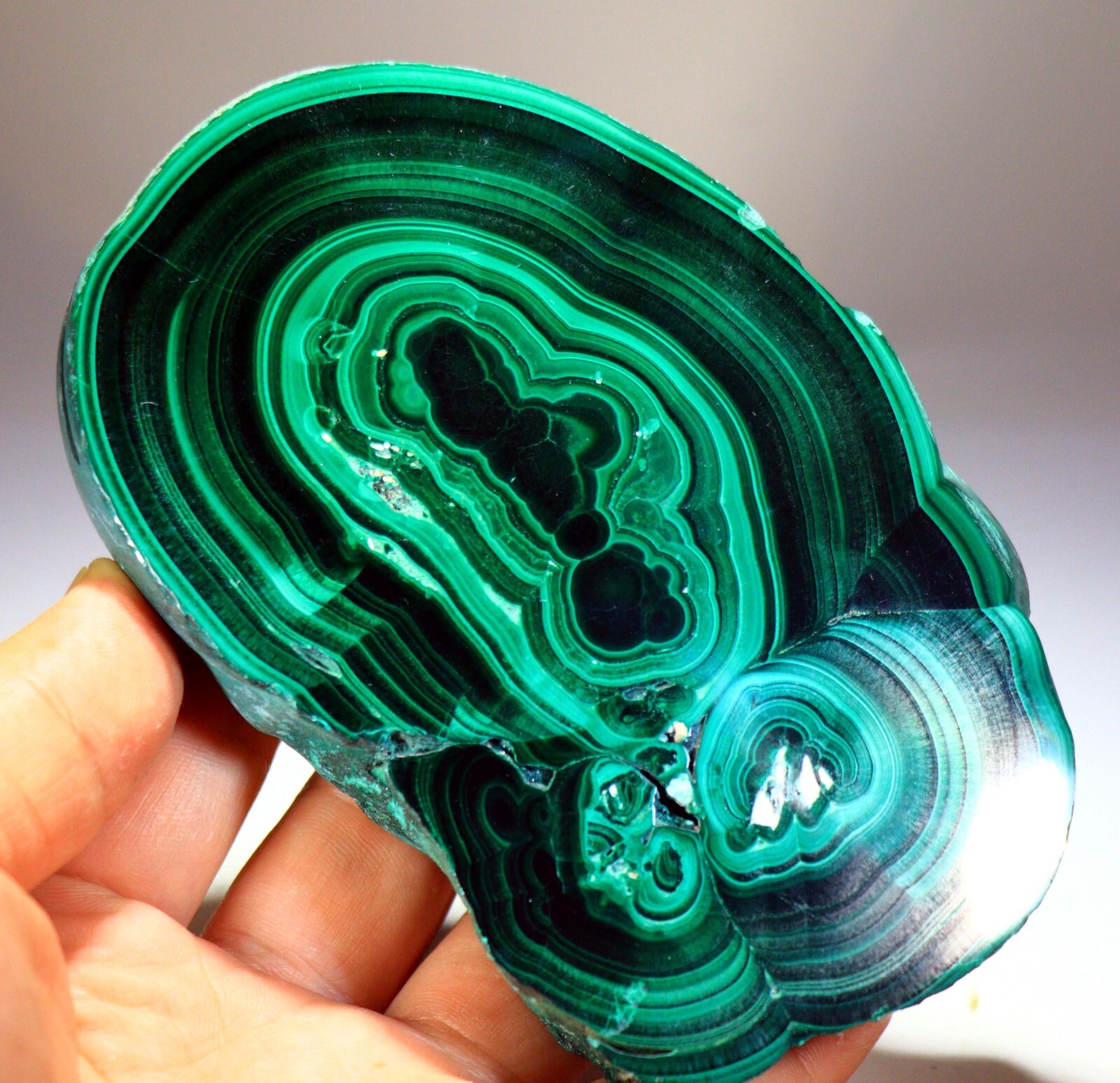 1 lb 12 oz 5.25″ Top Quality Polished Bull’s Eye Malachite Slice, Congo! M716