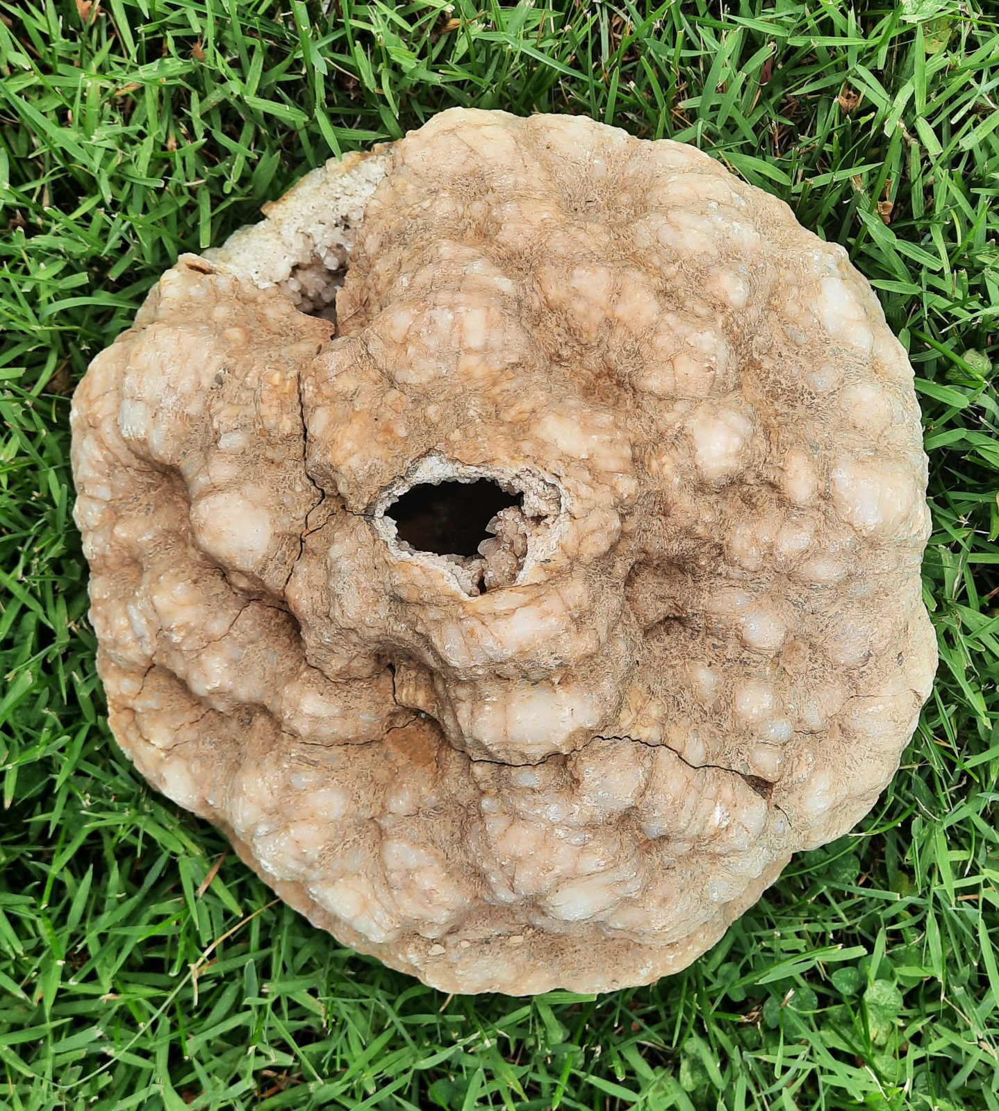 8″ Smokey Quartz Fractured Geode. Southern Kentucky